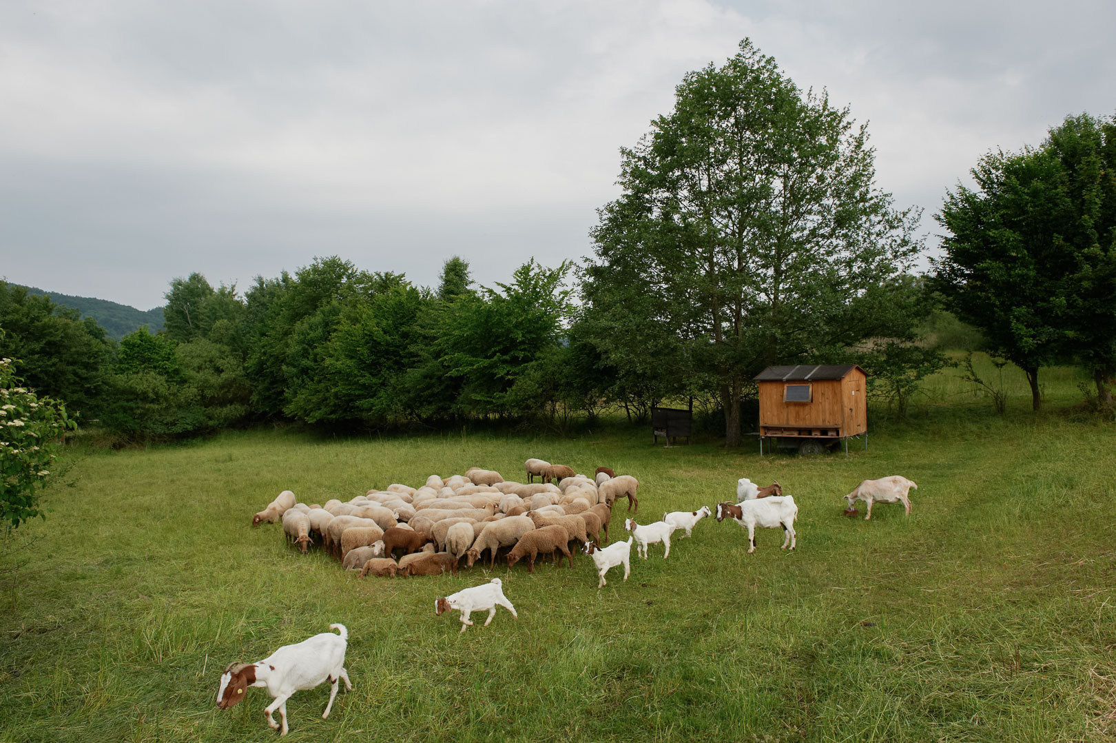 Weide für die Schafe und Ziegen in der Nähe vom Kloster Plankstetten.