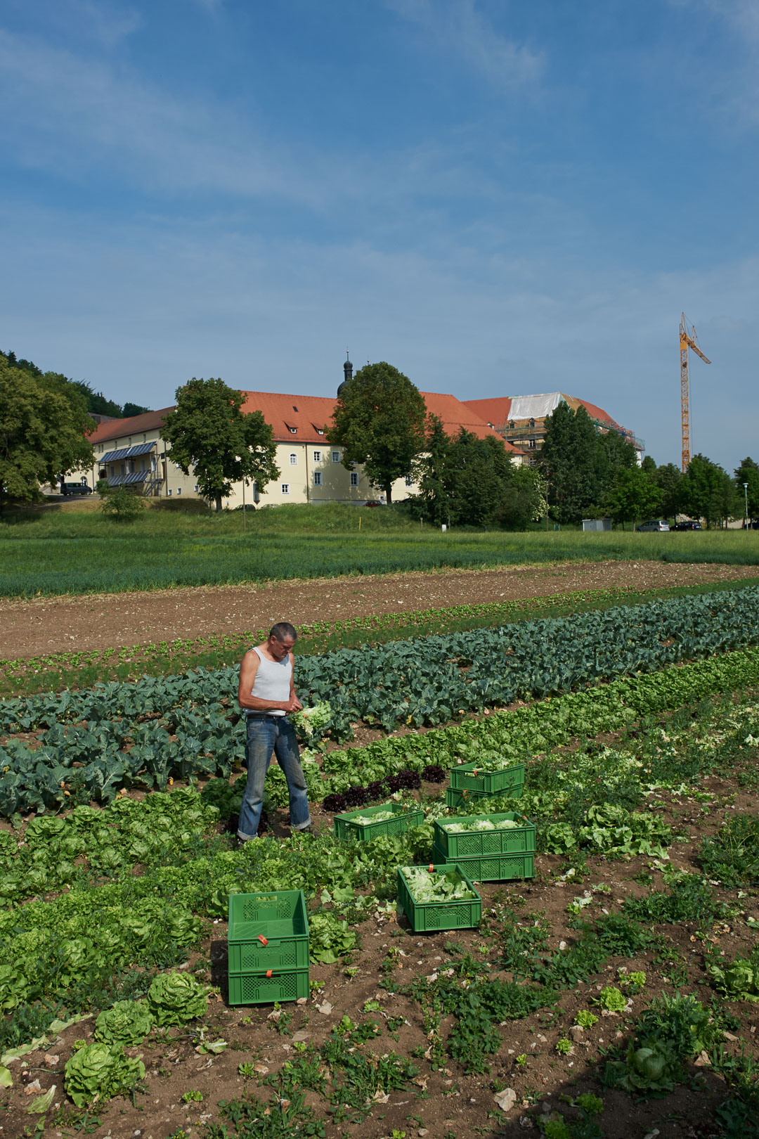 Betz Alfret erntet Salat